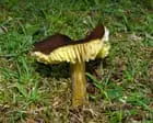 Country diary: Our tiny island is awash with waxcaps | Tim Earl