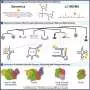 Natural RNA modifications in archaea mirror those used in medicine