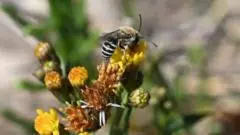 Tiny zebra-striped bee in West a 'huge surprise'