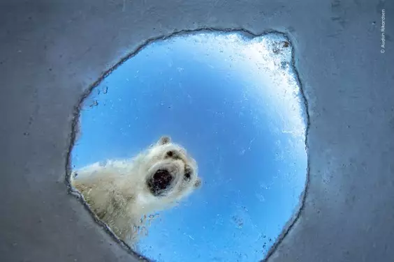 The Wildlife Photo of the Year May Break Your Heart
