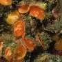 Oldest animals on Earth found to share a common wormlike ancestor