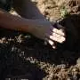 Replanted landscapes can look restored while soil fungi still lag behind