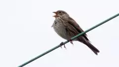 Estate records 'abundance' of wildlife despite drought