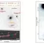 New evidence points to two feeding black holes just 175 parsecs apart lurking in the early universe