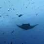 Baby manta rays hunker down close to coasts before facing the open ocean's dangers