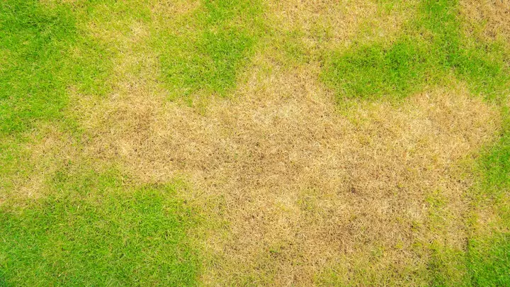 Your Yellowing Lawn Might Not Need More Water. Here's the Real Reason Your Grass Is Discolored