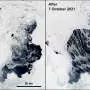 Waves alter Antarctic polynyas by breaking up surrounding sea ice