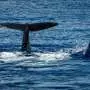 How to speak whale: AI uses eight to ten click sequences to predict sperm whales' feeding dives