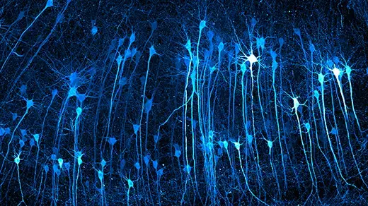 See Inside Cells Like Never Before in These Vivid Microscopic Images