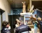 Man fined after 700 frozen and taxidermied animals found on Victorian property