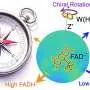 Small molecular twists may strengthen nature's magnetic compass