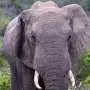 Can restoring large animals help mitigate climate change? It's complicated