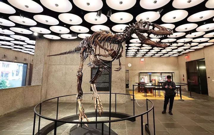 Dinozavr skeleti 47,3 milyon dollara satıldı – Alıcı kimdir?