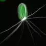Physicists reveal new paradigm for fiber growth in neurodegenerative diseases