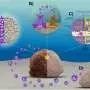 Better together? Coral fusion could throw bleached reefs a lifeline