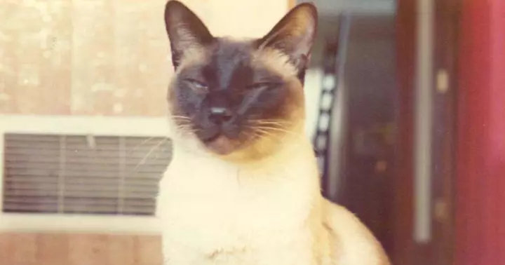 When a Cat Co-Authored a Paper in a Leading Physics Journal (1975)